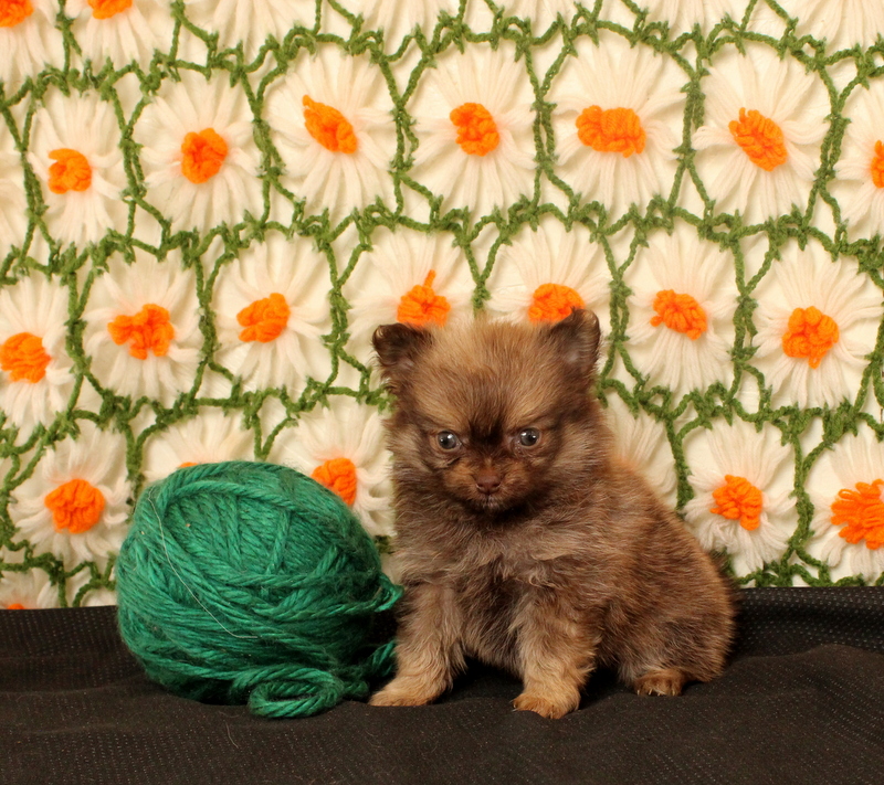 puppy, for, sale, Pomeranian, Matthew B. Stoltzfus, dog, breeder, Gap, PA, dog-breeder, puppy-for-sale, forsale, nearby, find, puppyfind, locator, puppylocator, aca